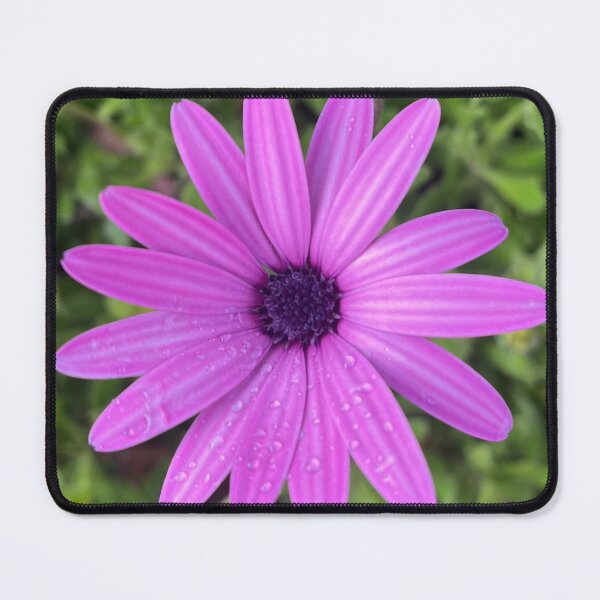 Item preview, Purple African Daisy with Dew Drops Botanical Photography designed and sold by Be Captured by Brittany Emma.
