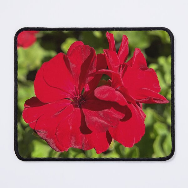 Item preview, Pelargonium Big Red Vibrant Red Garden Flower Photography designed and sold by Be Captured by Brittany Emma.