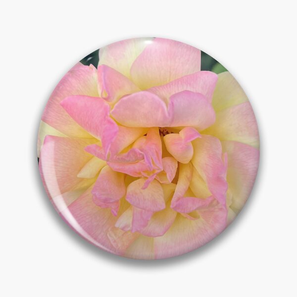 Item preview, Peace Rose Pink and Yellow Romantic Garden Photography designed and sold by Be Captured by Brittany Emma.