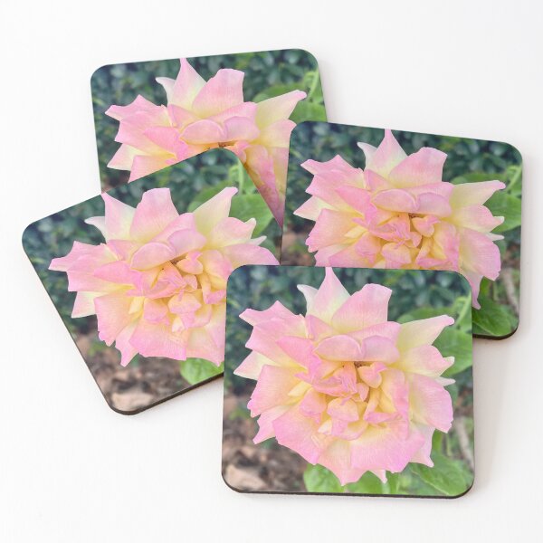 Item preview, Peace Rose Pink and Yellow Romantic Garden Photography designed and sold by Be Captured by Brittany Emma.