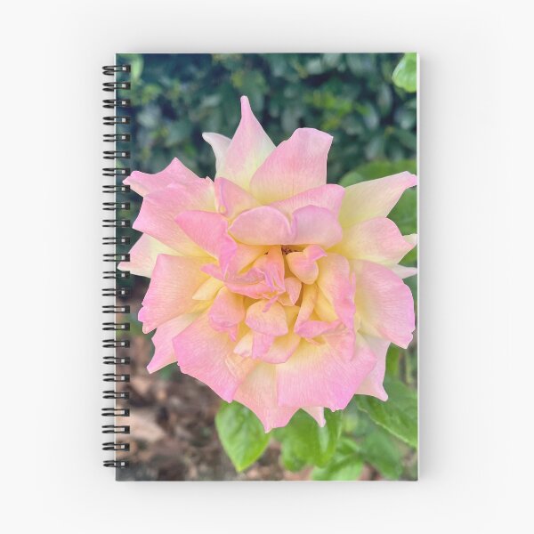 Item preview, Peace Rose Pink and Yellow Romantic Garden Photography designed and sold by Be Captured by Brittany Emma.