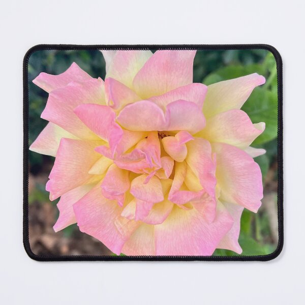 Item preview, Peace Rose Pink and Yellow Romantic Garden Photography designed and sold by Be Captured by Brittany Emma.