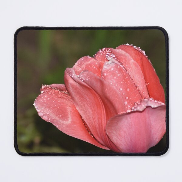 Item preview, Pink Tulip Rain Drops Macro Photography designed and sold by TathataPhotos.