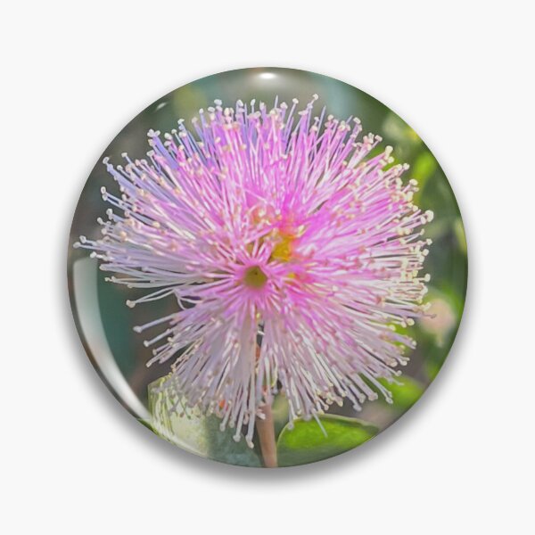 Item preview, Showy Honey Myrtle Australian Native Pink Flower Photography designed and sold by Be Captured by Brittany Emma.