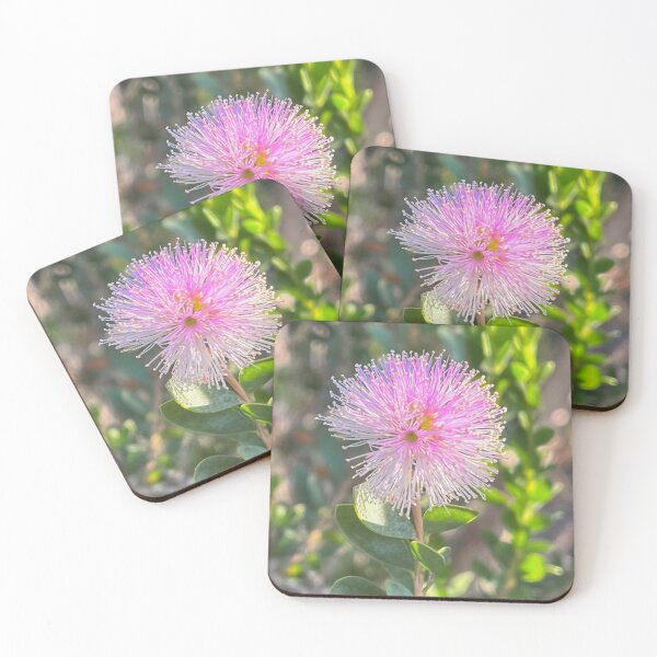 Item preview, Showy Honey Myrtle Australian Native Pink Flower Photography designed and sold by Be Captured by Brittany Emma.