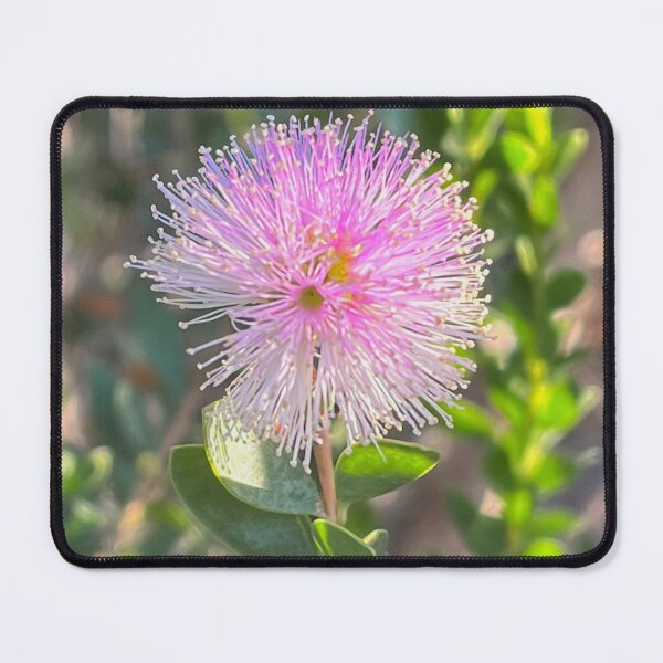 Item preview, Showy Honey Myrtle Australian Native Pink Flower Photography designed and sold by Be Captured by Brittany Emma.