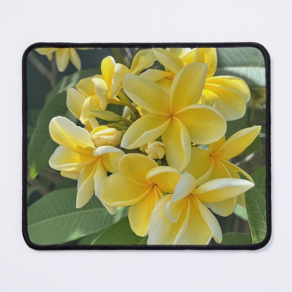 Item preview, Yellow Frangipani Tropical Plumeria Flower Photography designed and sold by Be Captured by Brittany Emma.