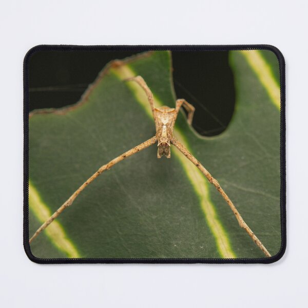 Item preview, Long-legged Crab Spider designed and sold by robdwildlife.