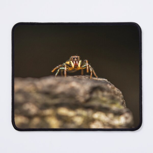 Item preview, Sparkling Northern Jumping Spider designed and sold by robdwildlife.