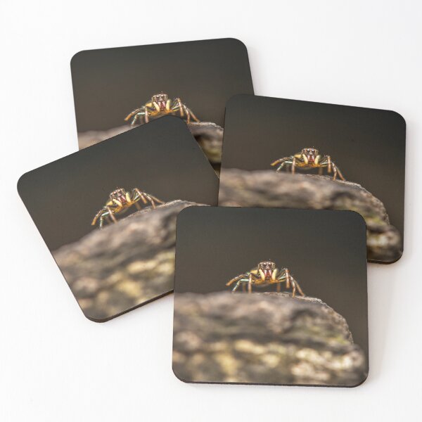 Item preview, Araña saltarina norteña brillante designed and sold by robdwildlife.