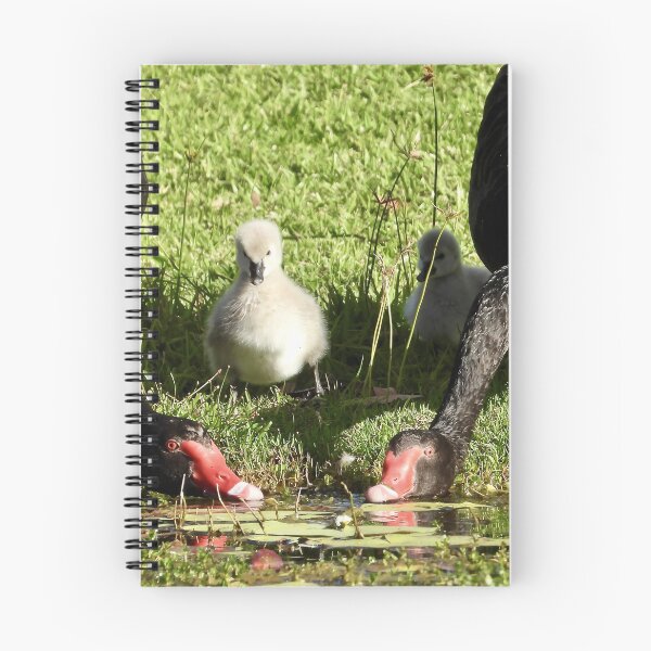 Item preview, Dundowran Beach Swans designed and sold by Mark Grimsley.