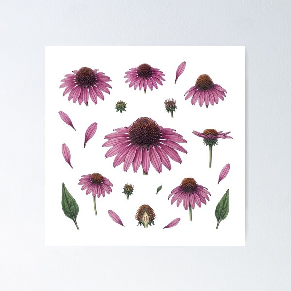 Item preview, Purple Echinacea Botanical Flower designed and sold by Bio Tech Art.