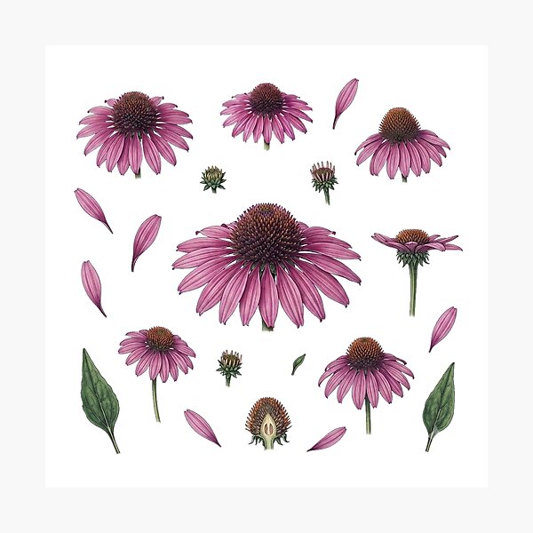 Artikelvorschau, Lila Sonnenhut (Echinacea) – Botanische Blüte entworfen und verkauft von Bio Tech Art.