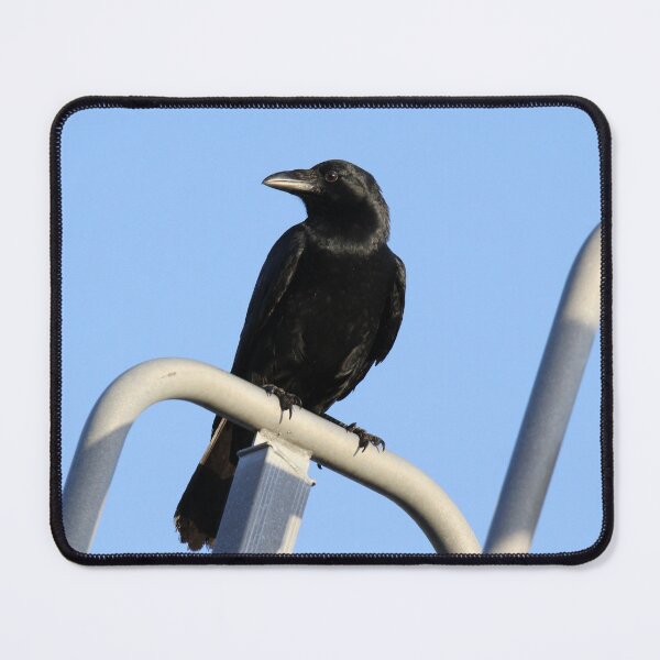 Item preview, Australian Torresian Crow Perched Against a Blue Sky designed and sold by 27Tammy27.