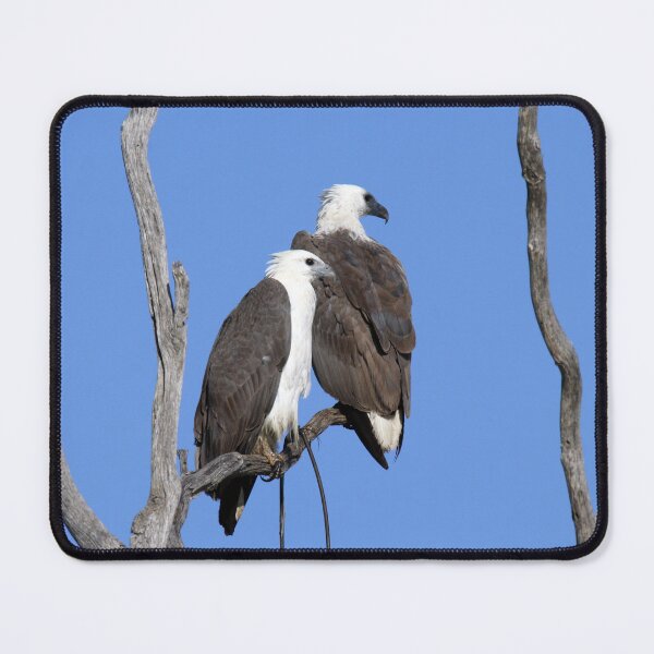 Item preview, Pair of White-bellied Sea-eagles Perched designed and sold by 27Tammy27.