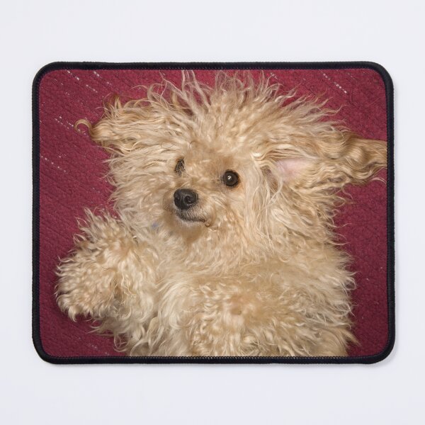 Item preview, DIY Poodle Grooming Fail Funny Bad Hair Print designed and sold by chaos-and-curls.
