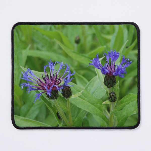 Item preview, Mountain Cornflower designed and sold by Pandas-Place.