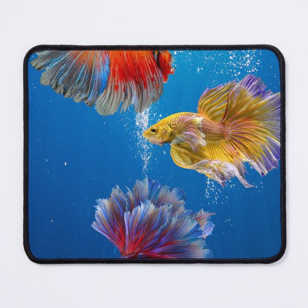 Item preview, Colorful Betta Fish Trio in Blue Water designed and sold by behappyandrelax.