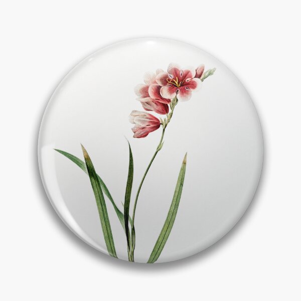 Item preview, Ixia Hyalina Flowers Vintage Botanical Illustration designed and sold by TheRetroArtRoom.