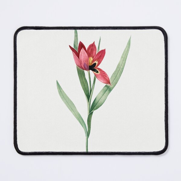 Item preview, Sun's-Eye Tulip Flowers Vintage Botanical Illustration designed and sold by TheRetroArtRoom.
