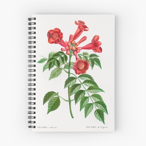 Item preview, Trumpet Vine Flowers Vintage Botanical Illustration designed and sold by TheRetroArtRoom.