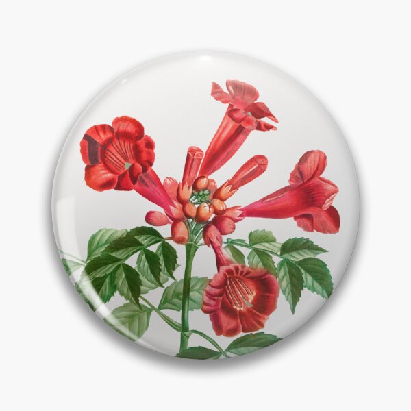 Item preview, Trumpet Vine Flowers Vintage Botanical Illustration designed and sold by TheRetroArtRoom.