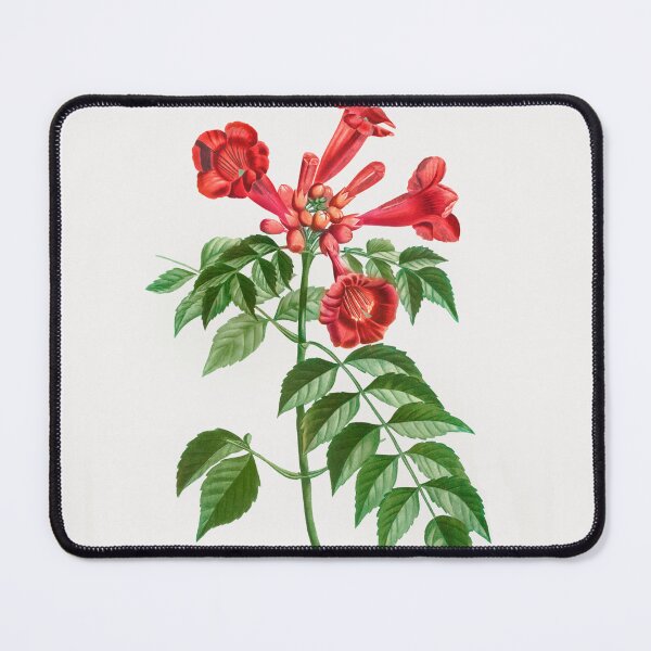 Item preview, Trumpet Vine Flowers Vintage Botanical Illustration designed and sold by TheRetroArtRoom.