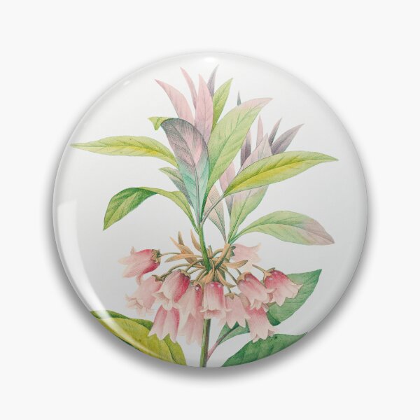 Item preview, Redvein Enkianthus Flowers Vintage Botanical Illustration designed and sold by TheRetroArtRoom.