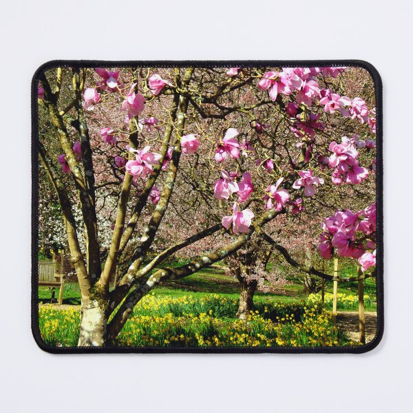 Item preview, Magnolia Tree Batsford Arboretum Moreton In Marsh designed and sold by AndyEvansPhotos.
