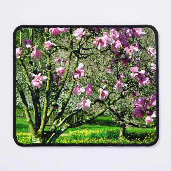 Item preview, Magnolia Tree Batsford Arboretum Moreton In Marsh designed and sold by AndyEvansPhotos.