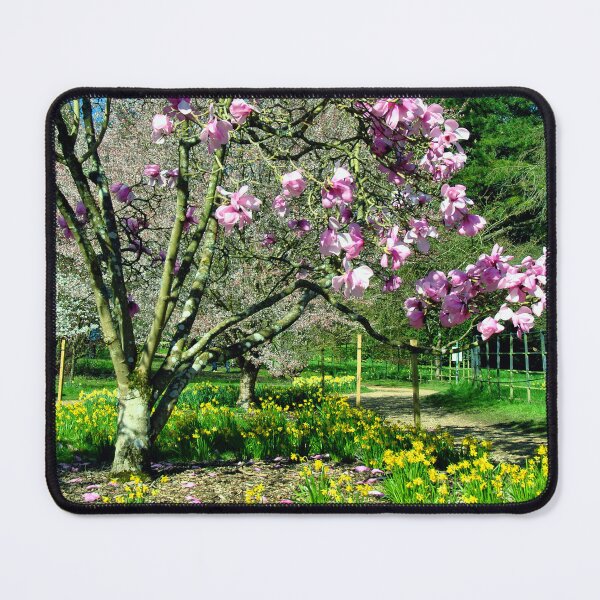 Item preview, Magnolia Tree Batsford Arboretum Moreton In Marsh designed and sold by AndyEvansPhotos.