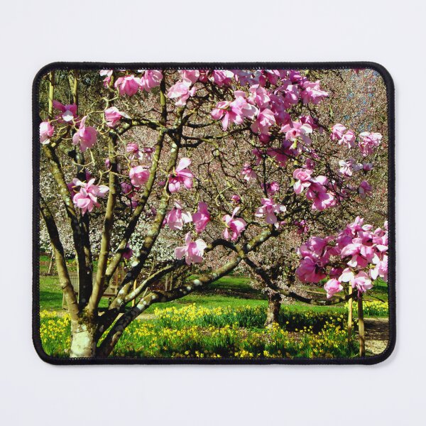 Item preview, Magnolia Tree Batsford Arboretum Moreton In Marsh designed and sold by AndyEvansPhotos.