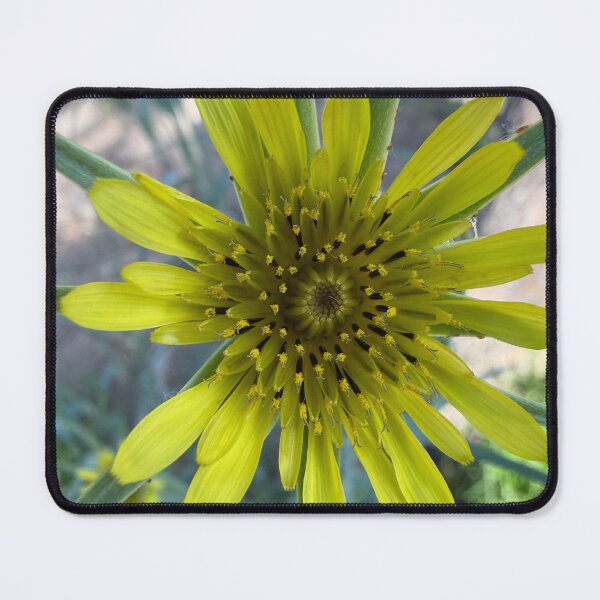 Item preview, Yellow Salsify designed and sold by Betsy Phillips.