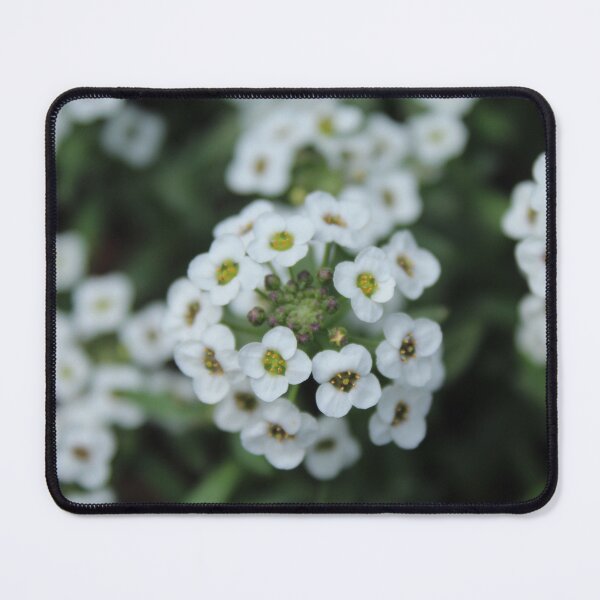 Item preview, Sweet alyssum blossoms - Delicate white flower photography designed and sold by Cha-s-lens.