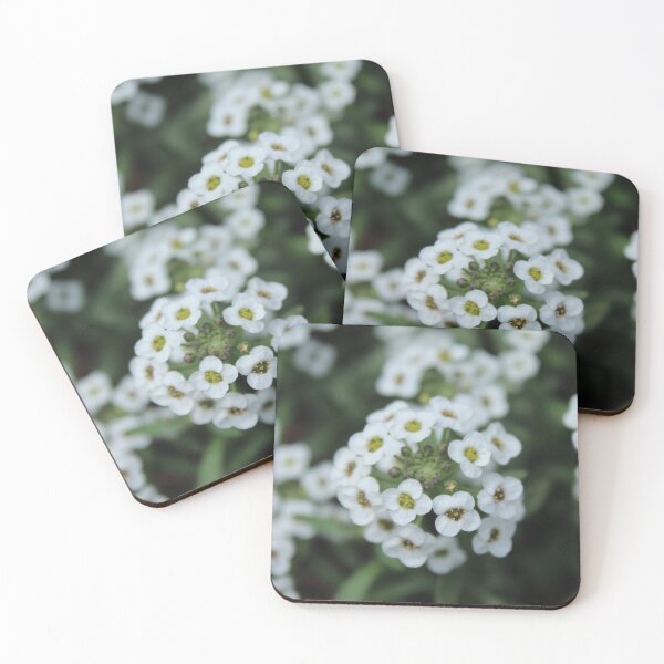 Item preview, Sweet alyssum blossoms - Delicate white flower photography designed and sold by Cha-s-lens.