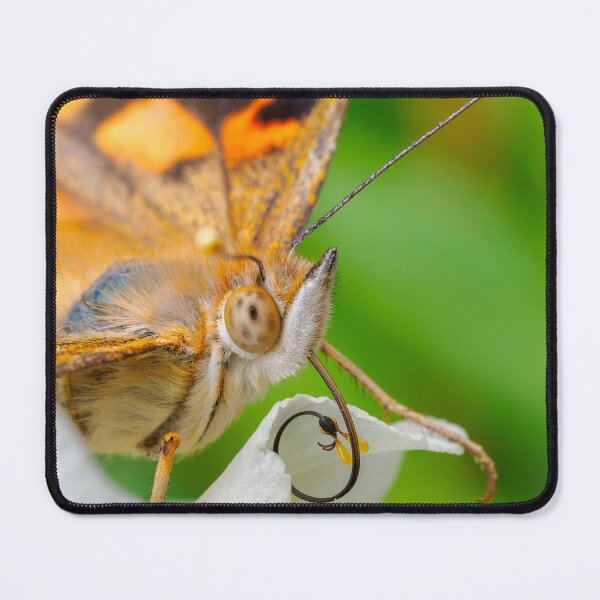 Item preview, Proboscis and Pollinia designed and sold by Ralph Goldsmith.