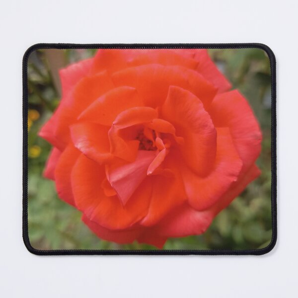 Item preview, Fiery Red Rose in Bloom designed and sold by PhuongVoArt.