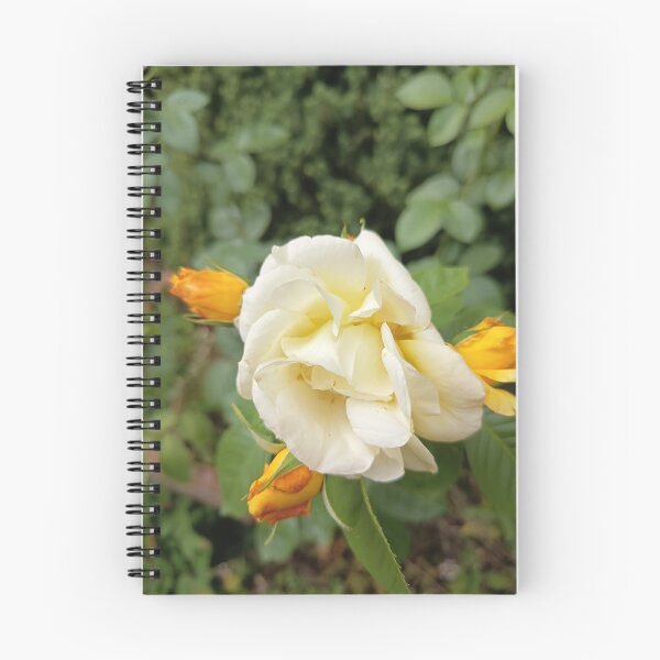 Item preview, Golden Cream Rose in Bloom designed and sold by PhuongVoArt.
