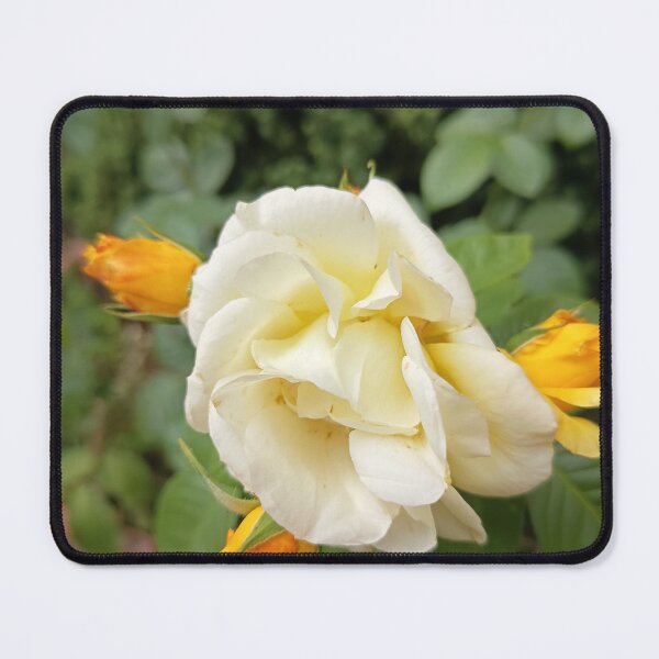 Item preview, Golden Cream Rose in Bloom designed and sold by PhuongVoArt.