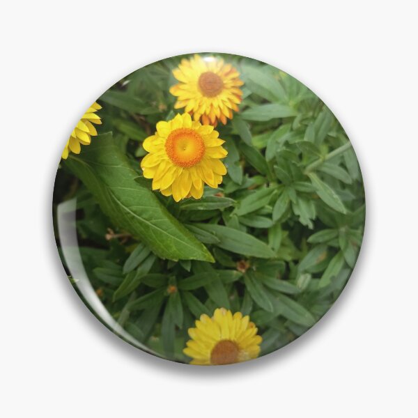 Item preview, Golden Strawflowers in Bloom designed and sold by PhuongVoArt.