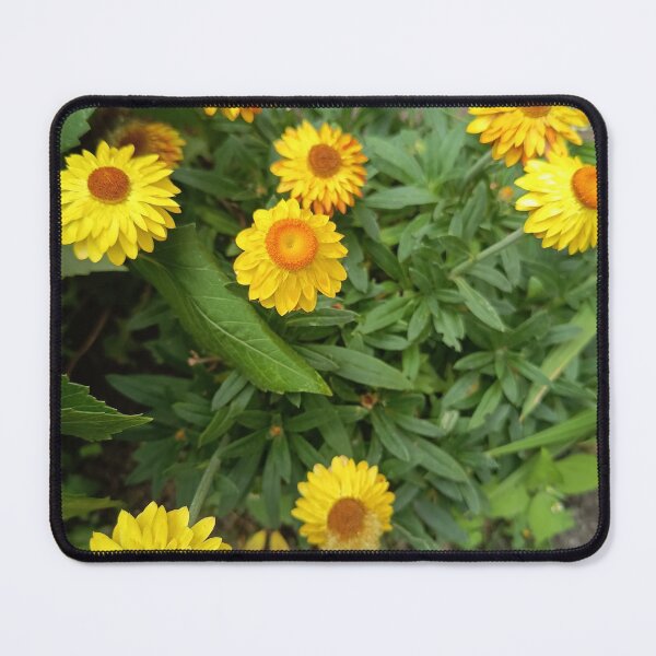 Item preview, Golden Strawflowers in Bloom designed and sold by PhuongVoArt.
