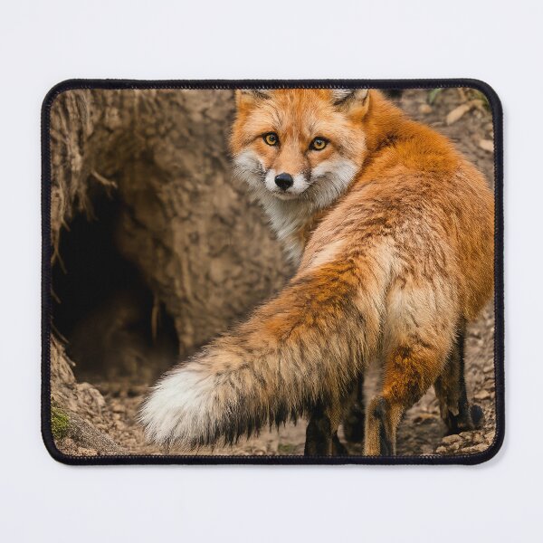 Item preview, Red Fox Walking to Its Den – Realistic Wildlife Art designed and sold by SmikiM.