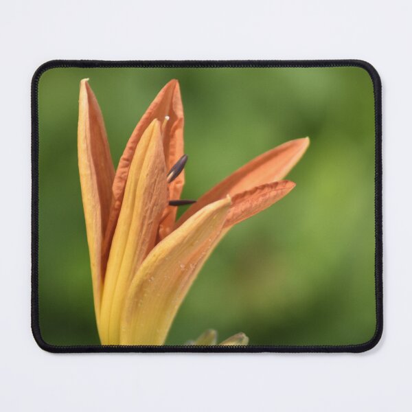 Item preview, Orange Daylily Bud Macro Portrait - Vertical Floral Photography designed and sold by TathataPhotos.