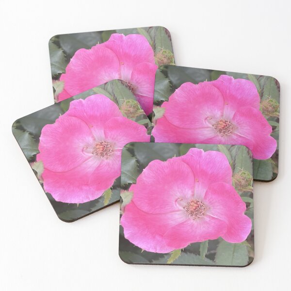 Item preview, Vibrant Single Pink Knockout Shrub Rose Bloom designed and sold by greyforaday.