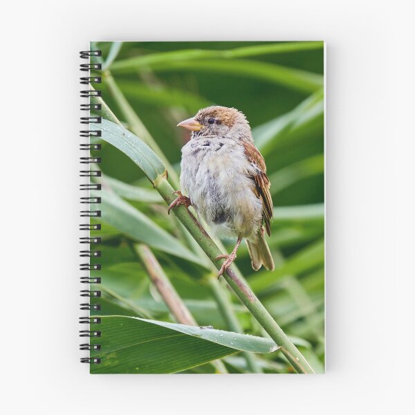 Item preview, Perching Sparrow designed and sold by Eidetic Photos.