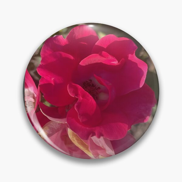 Item preview, Vibrant Bright Red Double Knockout Shrub Rose Bloom designed and sold by greyforaday.