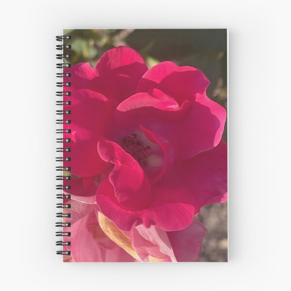 Item preview, Vibrant Bright Red Double Knockout Shrub Rose Bloom designed and sold by greyforaday.