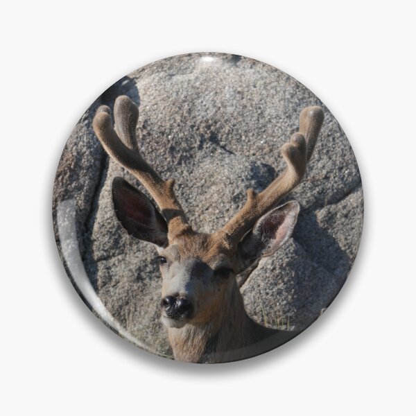 Item preview, Majestic Mule Deer in Velvet - Rist Canyon, Colorado designed and sold by Dirt500.