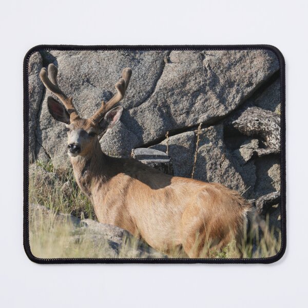 Item preview, Majestic Mule Deer in Velvet - Rist Canyon, Colorado designed and sold by Dirt500.