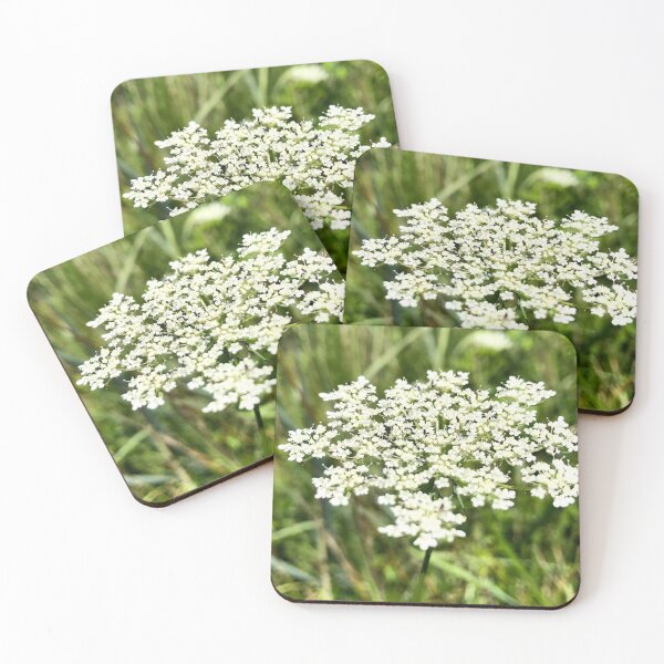 Item preview, Queen Anne's Lace, no filter photograph designed and sold by GiSilver.
